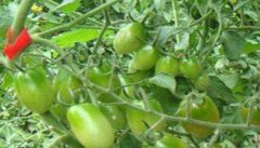 樱桃番茄如何育苗，樱桃番茄的育苗方法