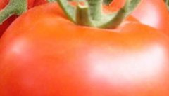 西红柿的营养价值－吃西红柿的好处