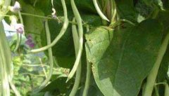 四季豆的种植时间