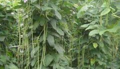 豇豆种植时间 豇豆种植管理技术