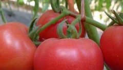 西红柿病虫害防治技术