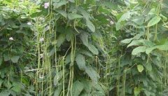 豇豆高产种植技术