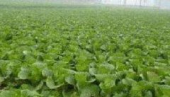 北方地区白菜种植技术与移栽方法