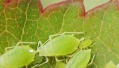 辣椒长蚜虫怎么办 辣椒蚜虫的防治方法