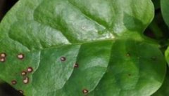 木耳菜的常见病虫害有哪些？怎么防治？