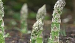 芦笋茎枯病的症状表现与预防、防治技术要点