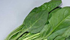 菠菜的营养价值及其保健作用