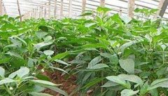 大棚青椒种植技术及其重要步骤