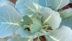 青花菜的种植方法和时间 如何种好青花菜
