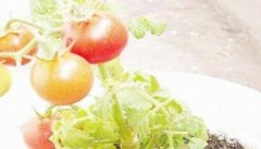茄果类蔬菜种子种植前的处理