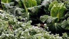 蔬菜冻害的症状有哪些 蔬菜冻害的防御措施