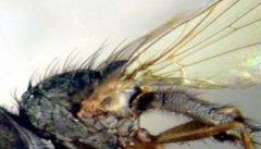 蔬菜潜叶蝇的防治方法 潜叶蝇用什么药