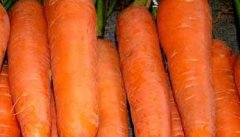 胡萝卜-有关胡萝卜的资料