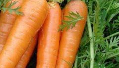 胡萝卜种植时间是什么时候？