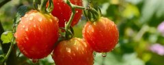 西红柿亩产多少斤