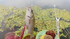 教你如何根据鱼的吃钩方式掌握提竿时机