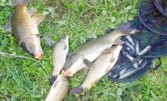 秋季钓鲤，选择不同类型的钓位，可以尝试不同的饵料