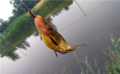 黄颡鱼的习性和夏季常用钓法