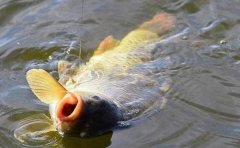 夏季野钓小鱼多的4个技巧