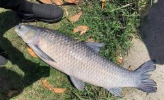 秋季青鱼贴膘准备过冬，用这种饵料，轻松钓青鱼