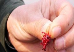 冬季使用红虫做钓饵，不想用手触碰，试试这3招