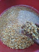 窝料配方分享，用老玉米和小麦制作