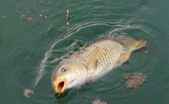 夏季钓鲤鱼的用饵和打窝技巧分析