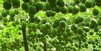 种植籽用南瓜怎样进行采收和加工？