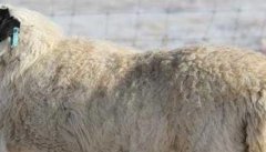 羊的消化特点及其饲料添加剂的应用