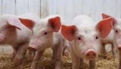 仔猪人工乳的配制方法与饲喂方法