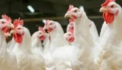 农村养鸡雏鸡死亡率高成鸡成活少的原因是什么