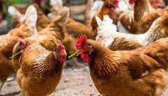 养鸡户如何做好禽流感的防治工作？