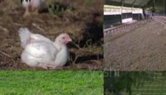 肉鸡养殖场生产过程中的常见错误做法需要纠正