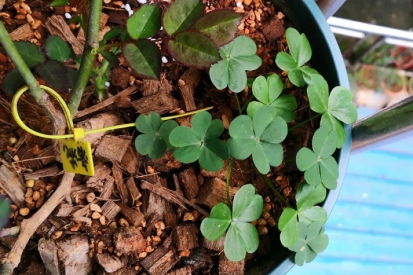 花盆里有这个,立马拔干净,不然就是大祸害! 花盆里有这个,立马拔干净,不然就是大祸害!
