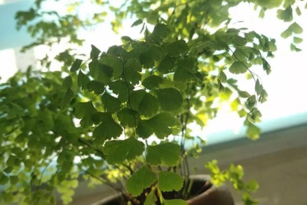 这花不能多浇水，否则烂根又黄叶，最后死得只剩盆！