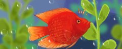 红财神鱼为什么变白了，应该怎么办