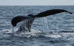 北极露脊鲸是什么动物？