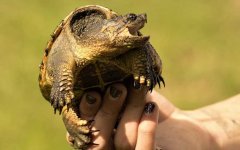 鳄龟苗价格多少钱一只？