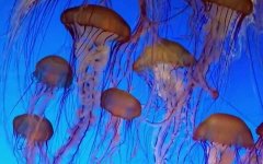 海蜇是水母吗？