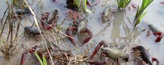 小龙虾的危害有哪些？