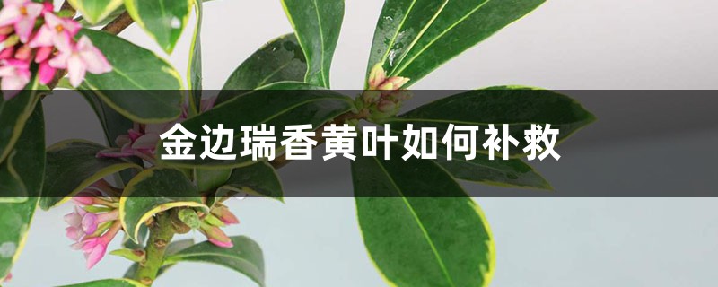 金边瑞香黄叶的原因及处理办法