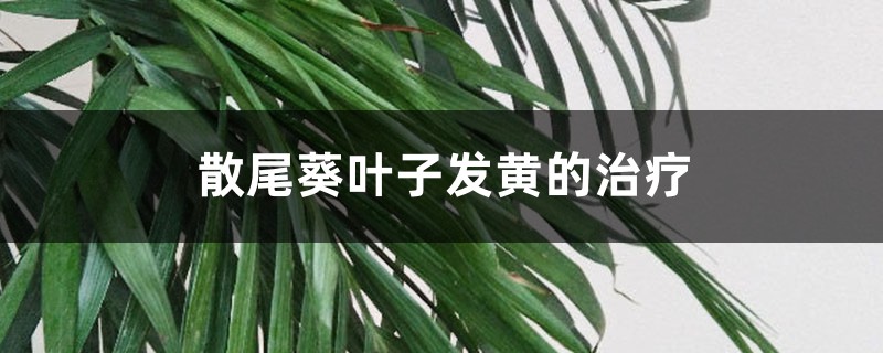 散尾葵叶子发黄的治疗，黄叶怎么回事