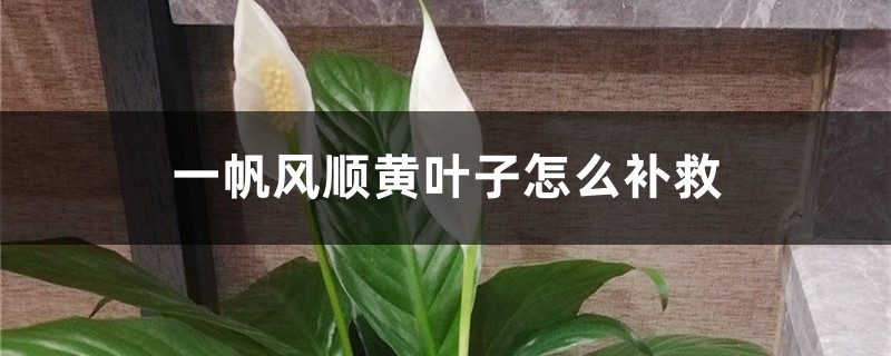 一帆风顺黄叶子怎么补救，黄叶的原因