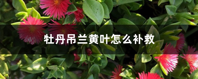 牡丹吊兰黄叶的原因和处理办法