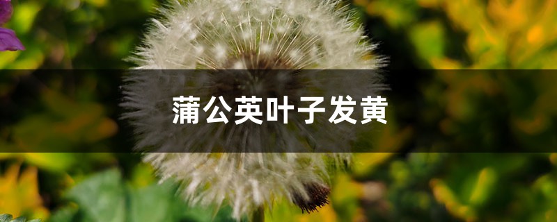 蒲公英黄叶的原因和处理办法