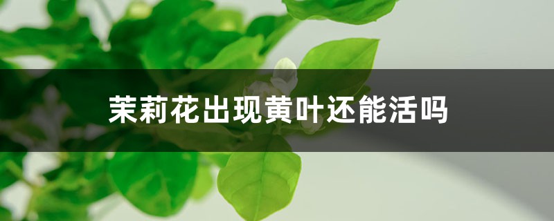 茉莉花出现黄叶还能活吗，出现黄叶怎么办