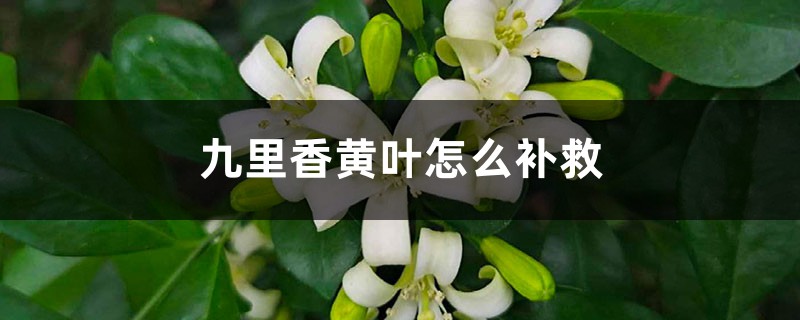 九里香黄叶的原因和处理办法