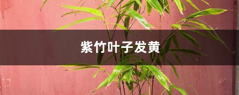 紫竹黄叶的原因和处理办法