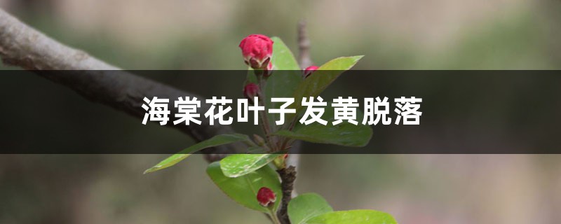 海棠花叶子发黄脱落的原因