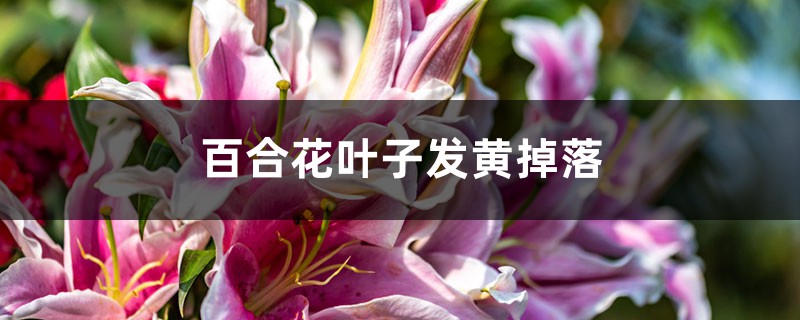 百合花叶子发黄掉落是什么原因